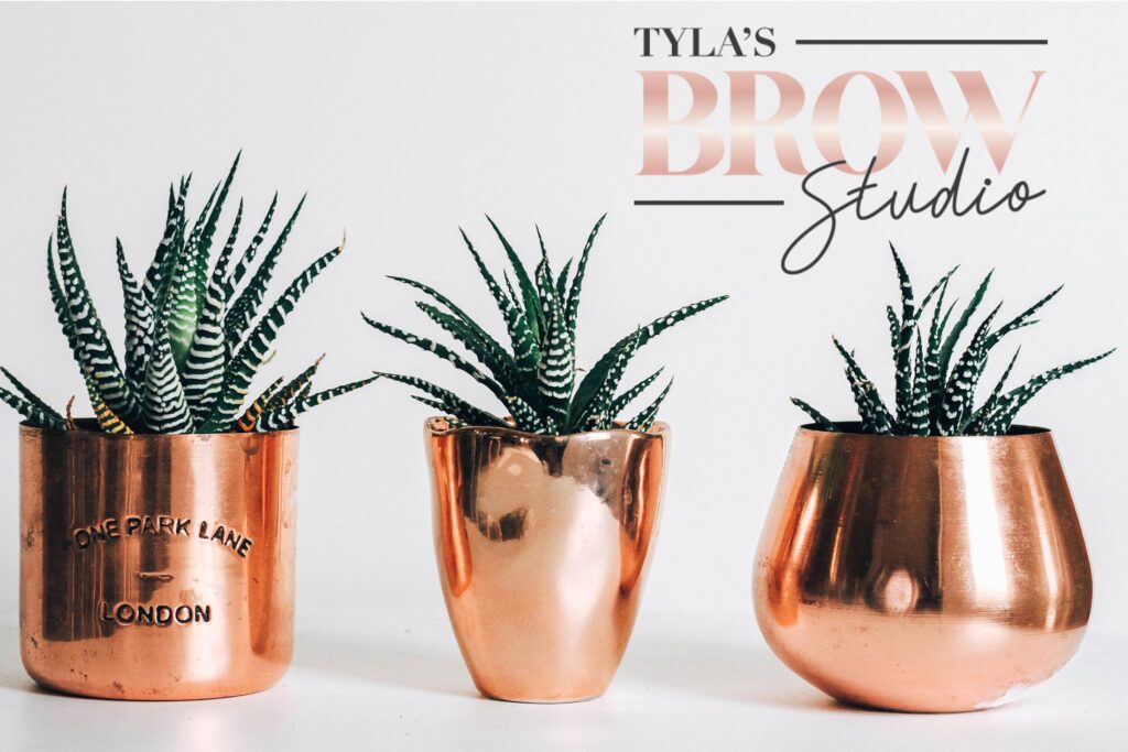 Tyla's Brow Studio logo with 3 pot plants in gold pots